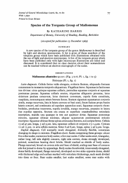 Species of the Torquata Group of Mallomonas