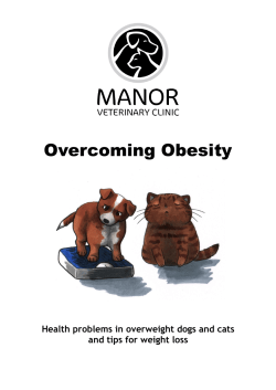 Obesity - Manor Veterinary Clinic