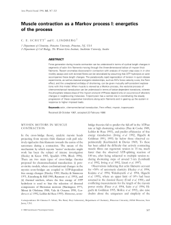 Muscle contraction as a Markov process I