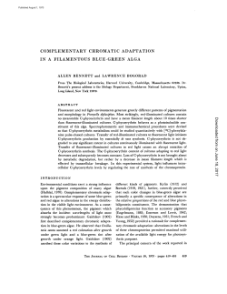 complementary chromatic adaptation in a filamentous blue