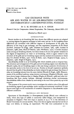 SACCOBRANCHUS (=HETEROPNEUSTES) FOSSILIS