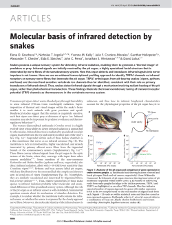 Molecular basis of infrared detection by snakes