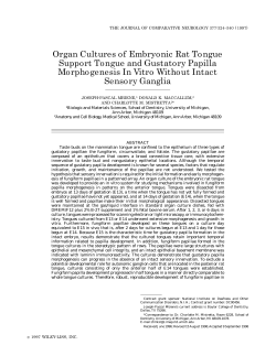 Organ Cultures of Embryonic Rat Tongue