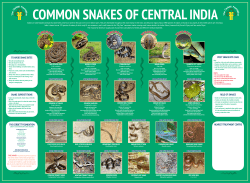 COMMON SNAKES OF CENTRAL INDIA