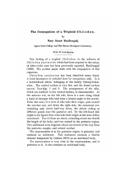 The Conjugation of a Triploid Chilodon.