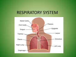 RESPIRATORY SYSTEM