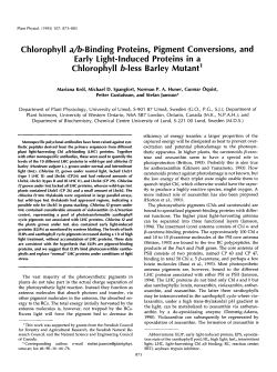 Chlorophyll a/b-Binding Proteins, Pigment Conversions, and Early
