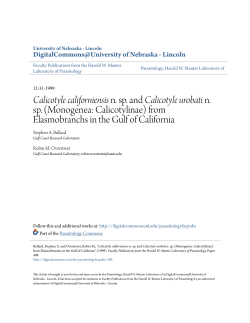 Calicotyle californiensis n. sp. and Calicotyle urobati n. sp