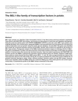 The BEL1-like family of transcription factors in potato
