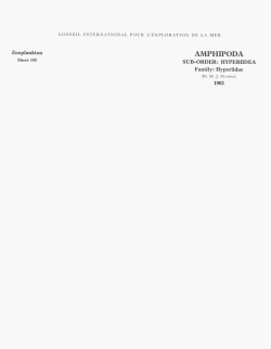 amphipoda