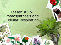 3.5-Photosynthesis and Cellular Respiration
