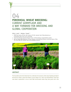 perennial wheat breeding: current germplasm