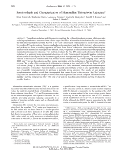 Semisynthesis and Characterization of Mammalian Thioredoxin