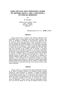 STEM AND LEAF SPOT INFECTIONS CAUSED BY SEPTORIA