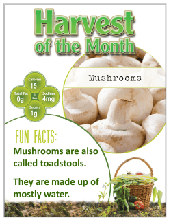 Mushrooms are also called toadstools. They are made up of mostly