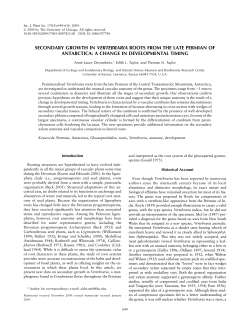 secondary growth in vertebraria roots from the late permian