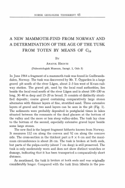 norsk geologisk tidsskrift 45 a new mammoth