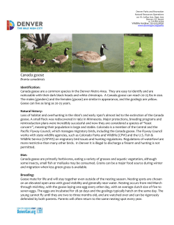 the full information sheet on Canada Geese