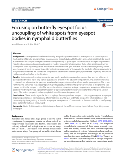 Focusing on butterfly eyespot focus: uncoupling of white spots from