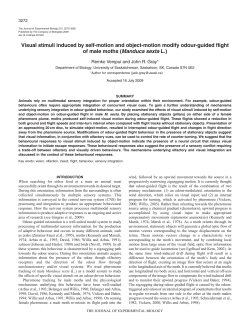 Visual stimuli induced by self-motion and object
