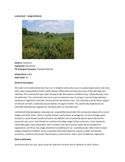 Leatherleaf &ndash; Sedge Wetland System