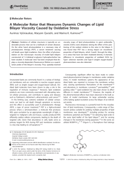 A Molecular Rotor that Measures Dynamic Changes of Lipid Bilayer