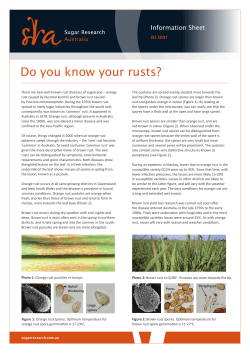 Do you know your rusts? - Sugar Research Australia