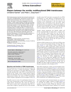Players between the worlds: multifunctional DNA translocases