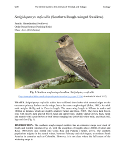 Stelgidopteryx ruficollis (Southern Rough