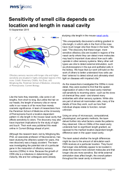 Sensitivity of smell cilia depends on location and length in