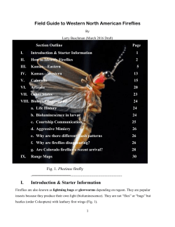 Field Guide to Western North American Fireflies