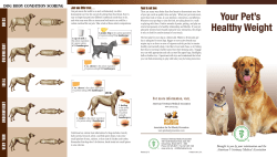 Maintain a Healthy Weight - Central City Veterinary Clinic