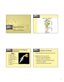 Root Anatomy Lecture