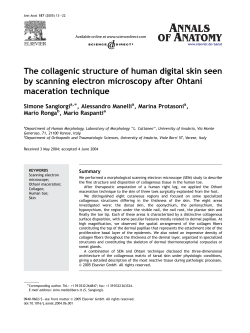 The collagenic structure of human digital skin seen by