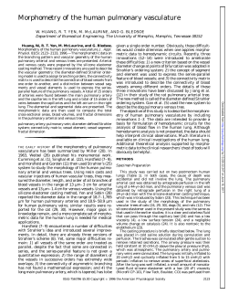 Morphometry of the human pulmonary vasculature