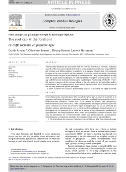 The root cap at the forefront