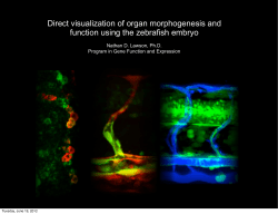 Direct visualization of organ morphogenesis and function using the