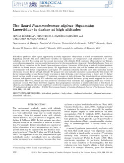 The lizard Psammodromus algirus (Squamata: Lacertidae) is darker