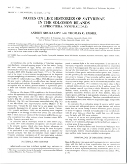 notes on life histories of satyrinae in the solomon islands