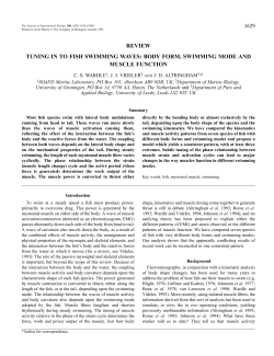 REVIEW TUNING IN TO FISH SWIMMING WAVES: BODY FORM