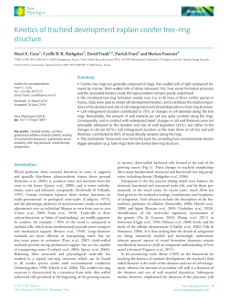 Kinetics of tracheid development explain conifer treering structure