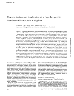Characterization and Localization of a Flagellar