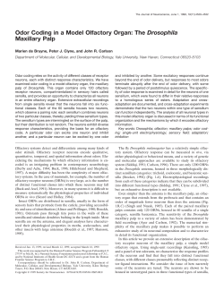 Odor Coding in a Model Olfactory Organ: The