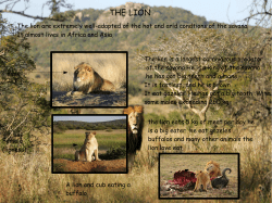 THE LION