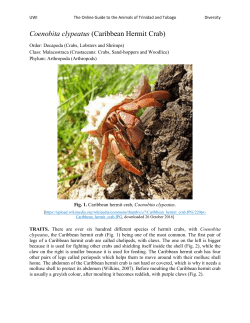 Caribbean Hermit Crab