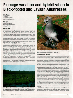 Black-footed and Laysan Albatrosses