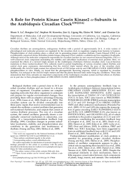 A Role for Protein Kinase Casein Kinase2 a
