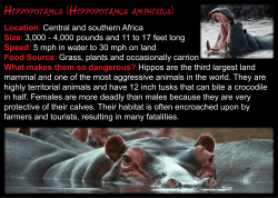 Hippopotamus amphibius - International Wildlife Museum