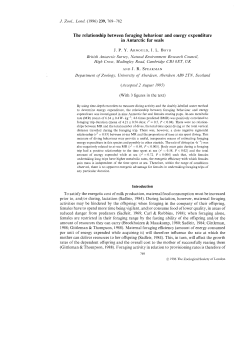 The relationship between foraging behaviour and energy