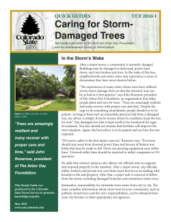 Caring for Storm- Damaged Trees